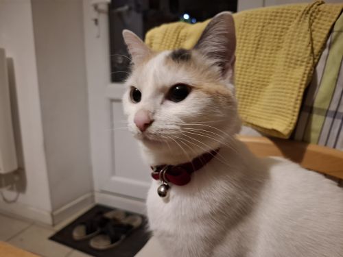 Alma