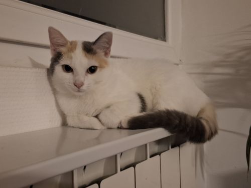 Alma